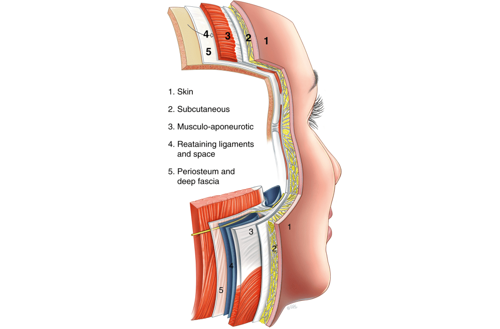 5 Layers of the Face