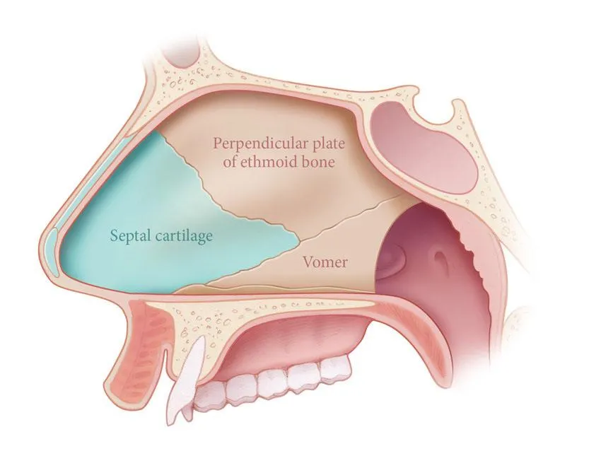 Nasal Septal Anatomy