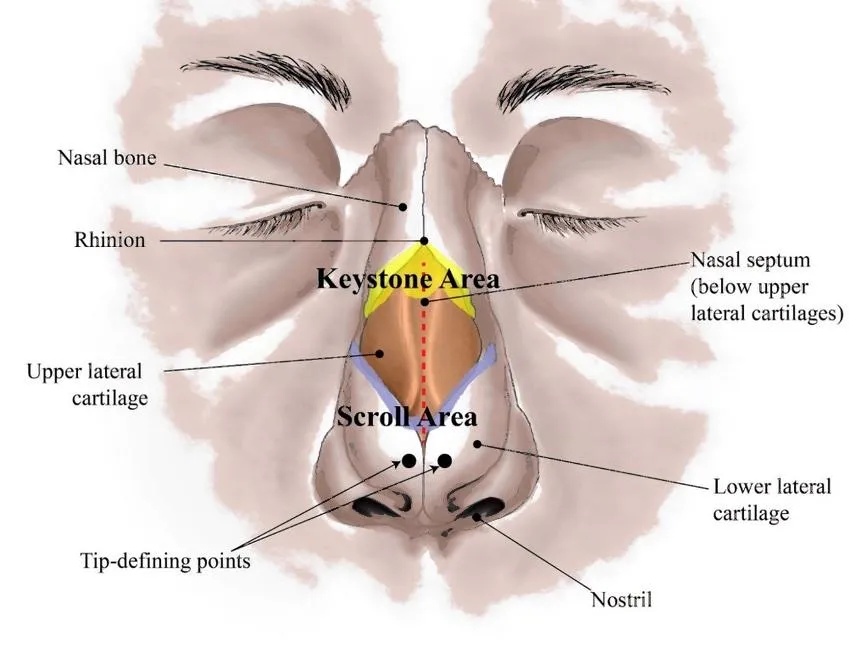 Nasal Anatomy